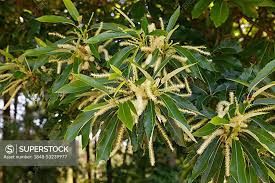 Attēlu rezultāti vaicājumam “Castanea sativa  leaf”