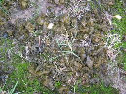 Attēlu rezultāti vaicājumam “Nostoc commune”