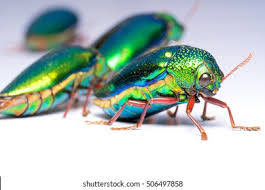 Attēlu rezultāti vaicājumam “Buprestidae”