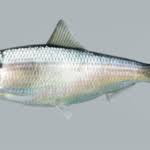 Image result for Alosa aestivalis