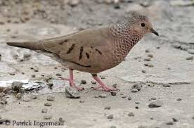 Attēlu rezultāti vaicājumam “Columbiformes”