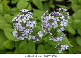 Attēlu rezultāti vaicājumam “Lunaria rediviva flower”
