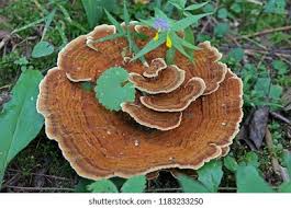 Attēlu rezultāti vaicājumam “Onnia tomentosa”