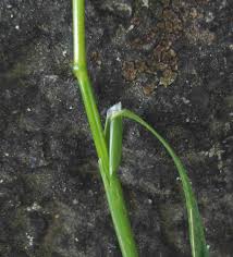 Attēlu rezultāti vaicājumam “Poa remota bud”