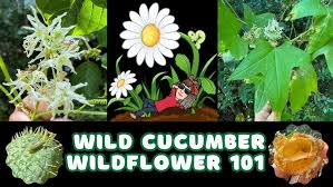 Attēlu rezultāti vaicājumam “Echinocystis lobata flower”