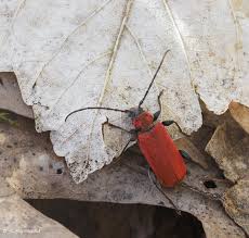 Attēlu rezultāti vaicājumam “Hemitrichia chrysospora”