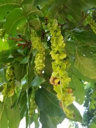 Attēlu rezultāti vaicājumam “Pterocarya fraxinifolia leaf”