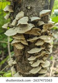 Attēlu rezultāti vaicājumam “Trichaptum abietinum”