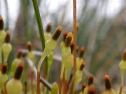 Attēlu rezultāti vaicājumam “Splachnum ampullaceum sporophyte”