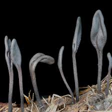 Attēlu rezultāti vaicājumam “Geoglossum sp.”