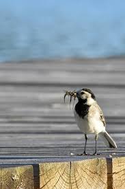 Attēlu rezultāti vaicājumam “Motacilla alba adult”
