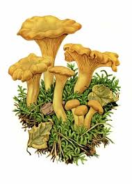 Attēlu rezultāti vaicājumam “Cantharellus cibarius”