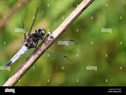 Attēlu rezultāti vaicājumam “Libellula fulva”