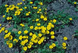 Attēlu rezultāti vaicājumam “Potentilla arenaria leaf”