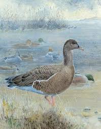 Image result for Anser brachyrhynchus