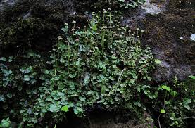 Attēlu rezultāti vaicājumam “Preissia quadrata”