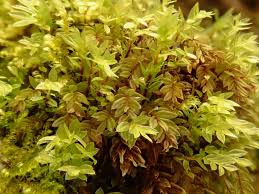 Attēlu rezultāti vaicājumam “Mnium marginatum”