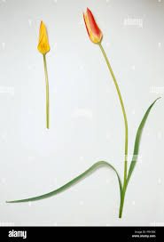 Attēlu rezultāti vaicājumam “Tulipa sylvestris bud”