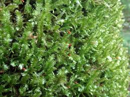 Attēlu rezultāti vaicājumam “Neckera crispa sporophyte”