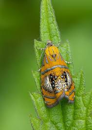 Attēlu rezultāti vaicājumam “Olethreutes arcuella”