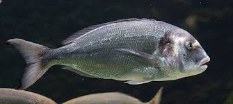 Image result for Petrus rupestris