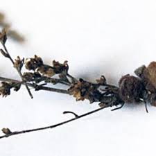 Attēlu rezultāti vaicājumam “Rabdophaga degeeri”