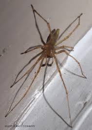 Attēlu rezultāti vaicājumam “Cheiracanthium sp. male”