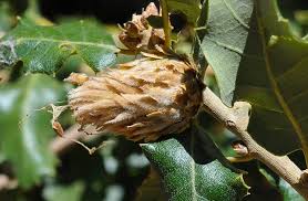 Attēlu rezultāti vaicājumam “Andricus foecundatrix”