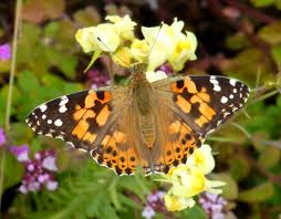 Attēlu rezultāti vaicājumam “Vanessa cardui upperside”