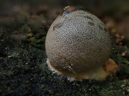 Attēlu rezultāti vaicājumam “Lycogala flavofuscum”