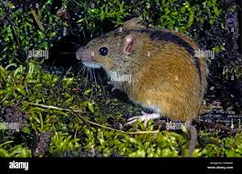 Attēlu rezultāti vaicājumam “Apodemus agrarius”