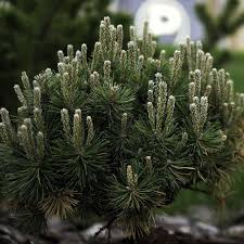 Attēlu rezultāti vaicājumam “Pinus mugo male flower”