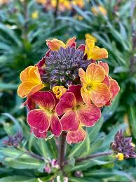 Image result for Cheiranthus cheiri