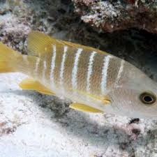 Image result for Lutjanus apodus