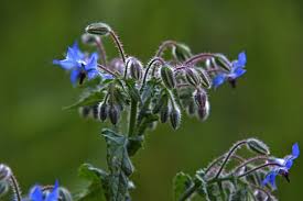 Attēlu rezultāti vaicājumam “Boraginaceae”