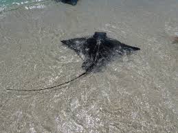 Image result for Myliobatis freminvillei