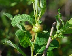 Attēlu rezultāti vaicājumam “Salix aurita bud”