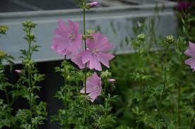 Image result for Malve