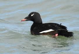 Attēlu rezultāti vaicājumam “Melanitta fusca”