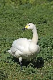 Attēlu rezultāti vaicājumam “Cygnus columbianus adult”