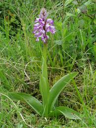 Attēlu rezultāti vaicājumam “Orchis militaris”