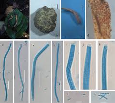 Attēlu rezultāti vaicājumam “Cordyceps polyarthra”