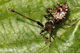 Attēlu rezultāti vaicājumam “Coreus marginatus nymph”