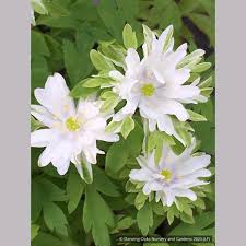 Attēlu rezultāti vaicājumam “Anemone nemorosa leaf”