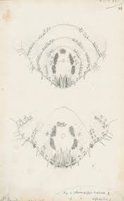 Attēlu rezultāti vaicājumam “Chionaspis salicis”