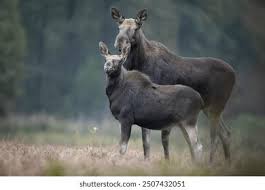 Attēlu rezultāti vaicājumam “Alces alces”