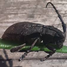 Attēlu rezultāti vaicājumam “Lamia textor”