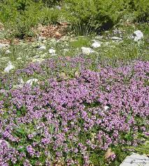 Image result for Thymus serpyllum