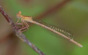 Attēlu rezultāti vaicājumam “Platycnemis pennipes female”
