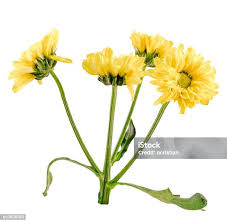 Attēlu rezultāti vaicājumam “Tragopogon heterospermus flower”